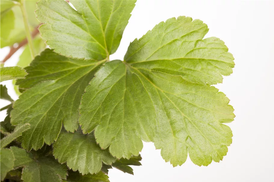 Waldsteinia ternata 9x9 cm Staude