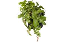 Waldsteinia ternata 9x9 cm Staude