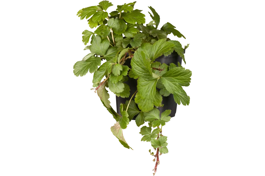 Waldsteinia ternata 9x9 cm Staude