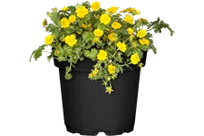 Waldsteinia ternata 9x9 cm Staude