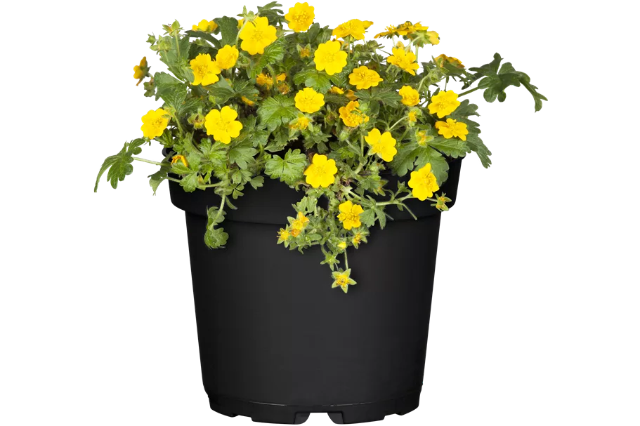 Waldsteinia ternata 9x9 cm Staude