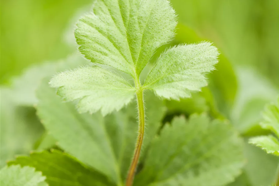 Waldsteinia ternata 9x9 cm Staude