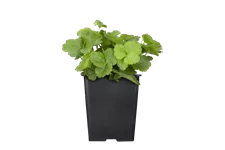 Waldsteinia ternata 9x9 cm Staude