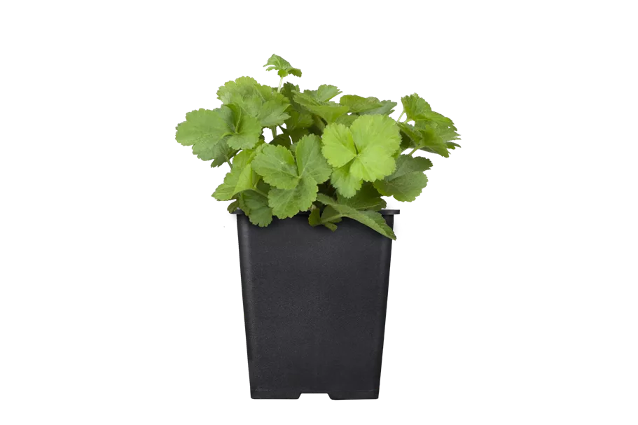 Waldsteinia ternata 9x9 cm Staude