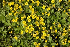 Waldsteinia ternata 9x9 cm Staude