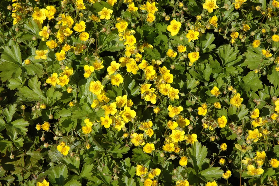 Waldsteinia ternata 9x9 cm Staude