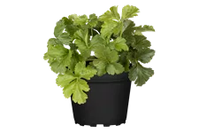 Waldsteinia ternata 9x9 cm Staude