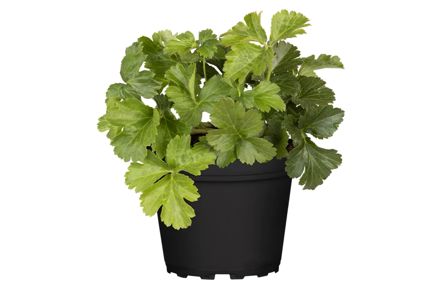 Waldsteinia ternata 9x9 cm Staude