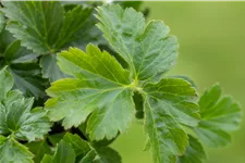 Waldsteinia ternata 9x9 cm Staude