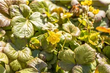 Waldsteinia ternata 9x9 cm Staude