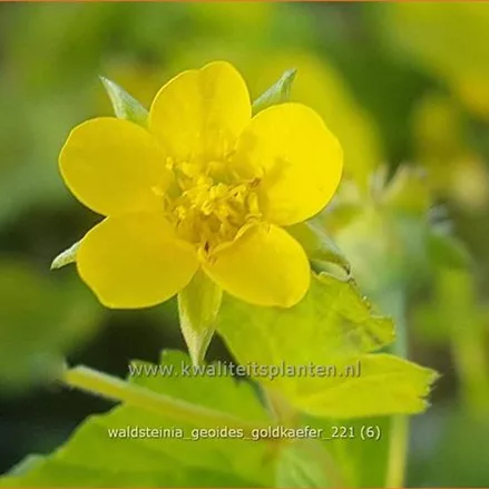 Waldsteinia geoides 'Goldkäfer'