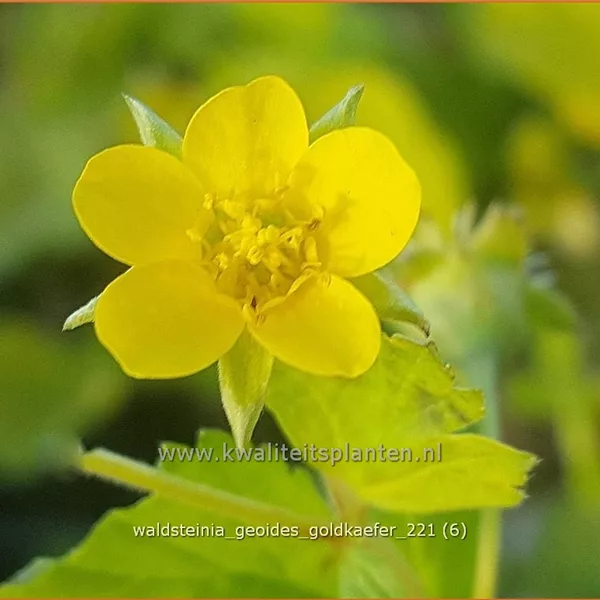 Waldsteinia geoides 'Goldkäfer'