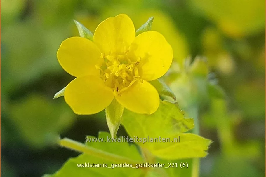 Waldsteinia geoides 'Goldkäfer' 9x9 cm Staude