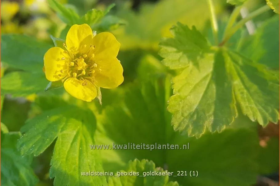 Waldsteinia geoides 'Goldkäfer' 9x9 cm Staude