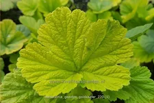 Waldsteinia geoides 'Goldkäfer' 9x9 cm Staude