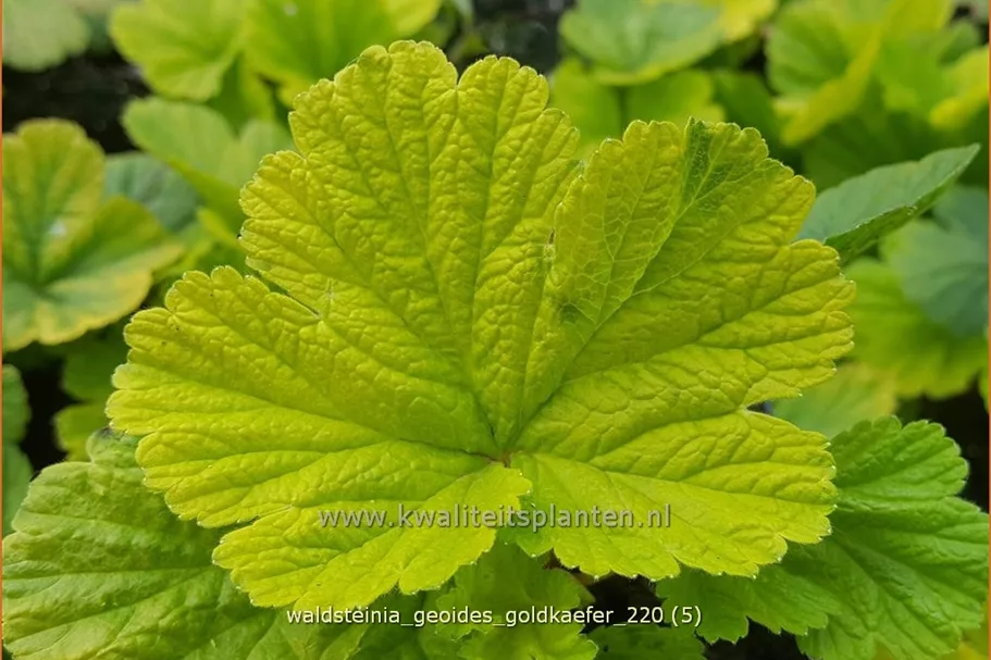 Waldsteinia geoides 'Goldkäfer' 9x9 cm Staude