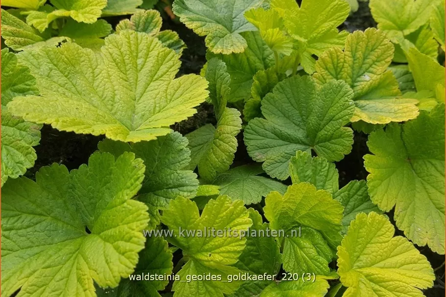 Waldsteinia geoides 'Goldkäfer' 9x9 cm Staude