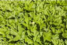 Waldsteinia geoides 9x9 cm Staude