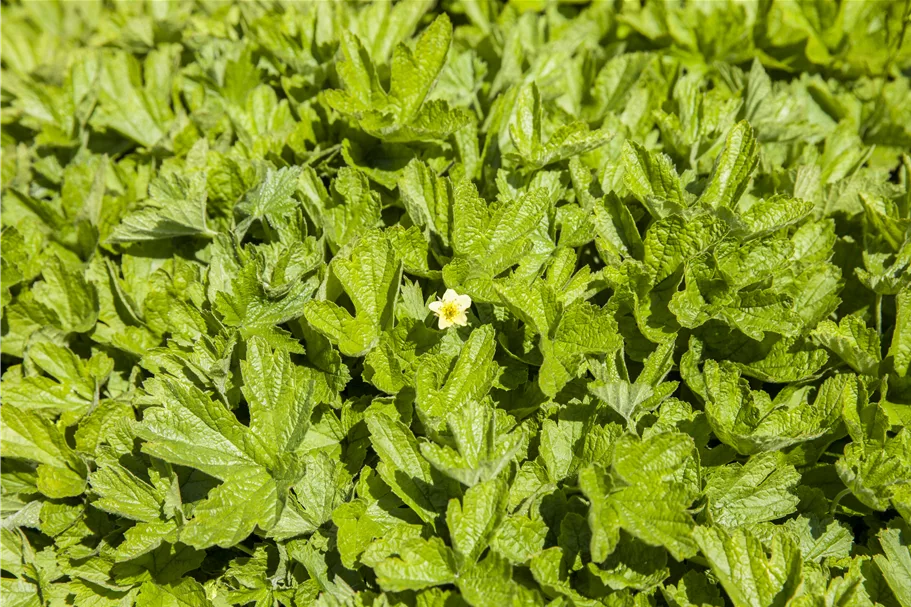 Waldsteinia geoides 9x9 cm Staude