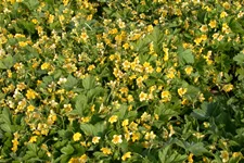 Waldsteinia geoides 9x9 cm Staude