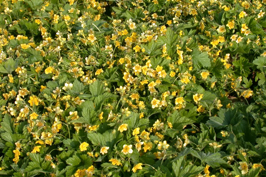 Waldsteinia geoides 9x9 cm Staude