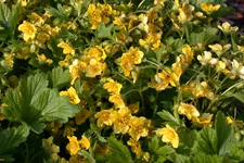 Waldsteinia geoides 9x9 cm Staude