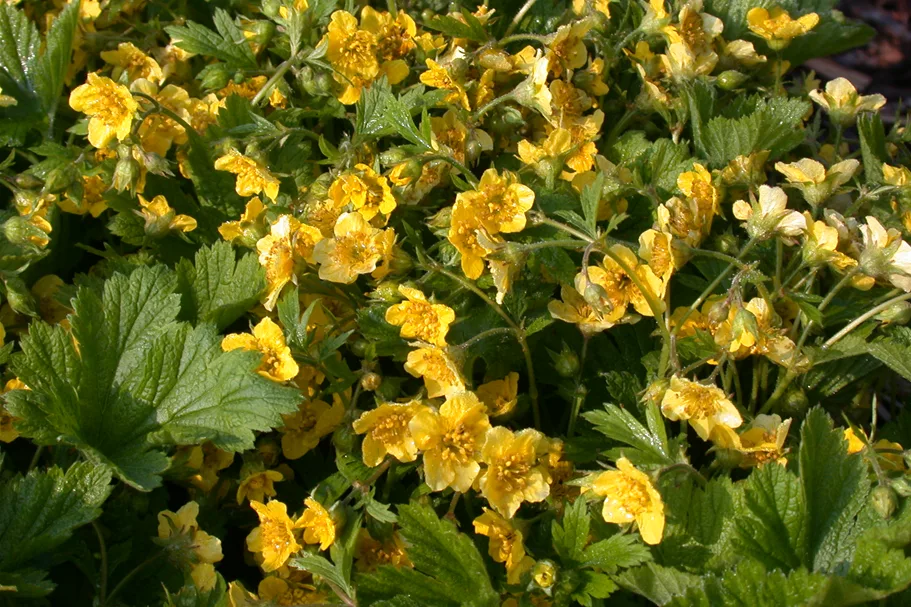 Waldsteinia geoides 9x9 cm Staude