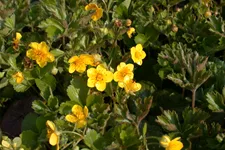Waldsteinia geoides 9x9 cm Staude