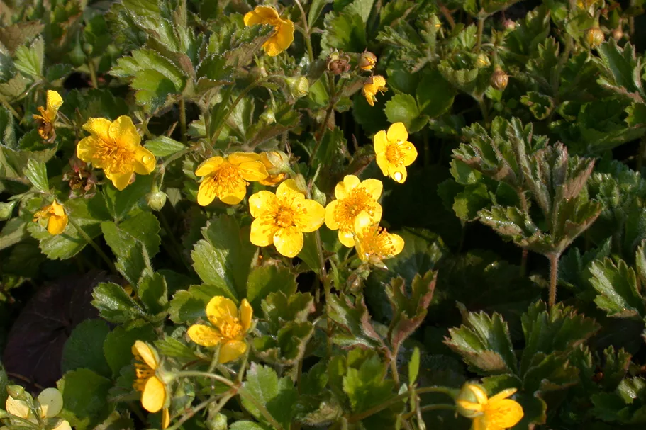 Waldsteinia geoides 9x9 cm Staude