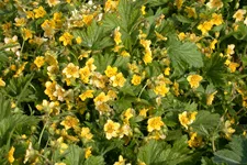 Waldsteinia geoides 9x9 cm Staude