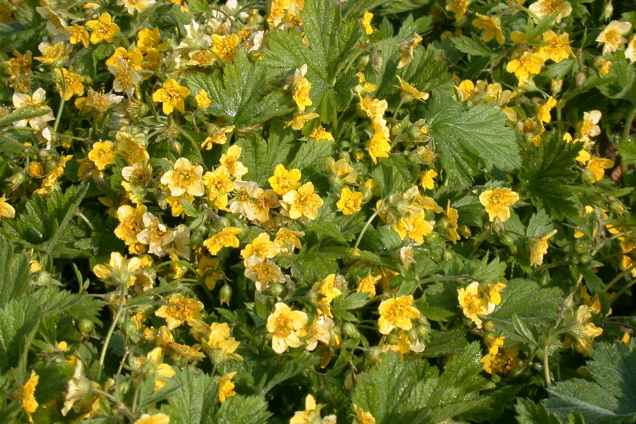 Waldsteinia geoides 9x9 cm Staude