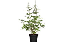 Vitex agnus-castus 9x9 cm Staude