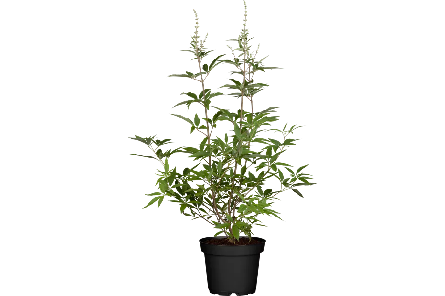 Vitex agnus-castus 9x9 cm Staude