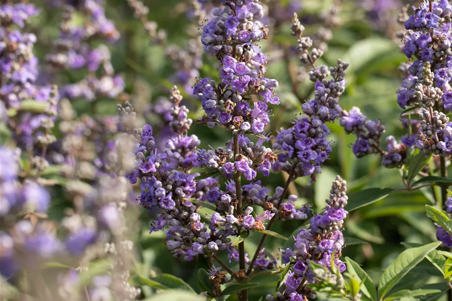 Vitex agnus-castus 9x9 cm Staude