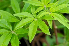 Vitex agnus-castus 9x9 cm Staude