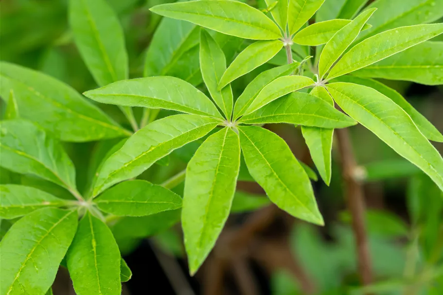 Vitex agnus-castus 9x9 cm Staude