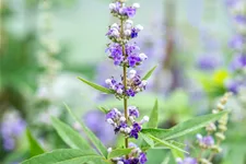 Vitex agnus-castus 9x9 cm Staude