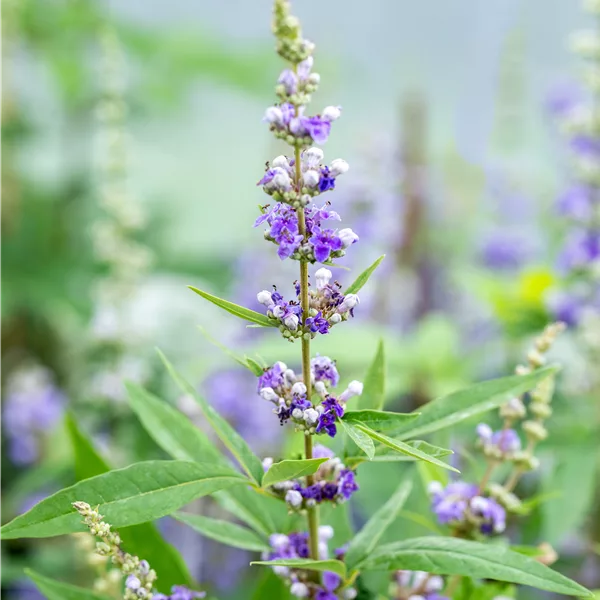 Vitex agnus-castus