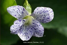 Viola sororia 'Freckles' 9x9 cm Staude