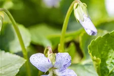 Viola sororia 'Freckles' 9x9 cm Staude