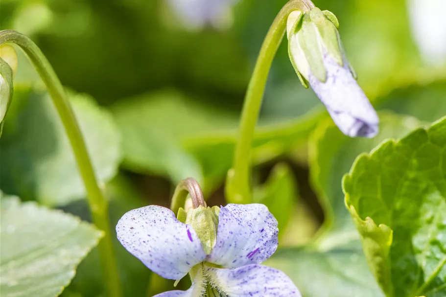 Viola sororia 'Freckles' 9x9 cm Staude