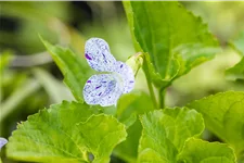 Viola sororia 'Freckles' 9x9 cm Staude
