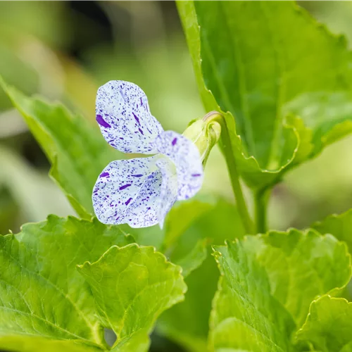 Viola sororia 'Freckles'