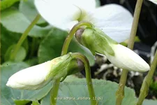 Viola sororia 'Albiflora' 9x9 cm Staude