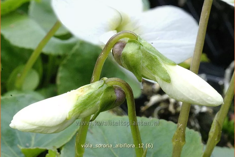 Viola sororia 'Albiflora' 9x9 cm Staude