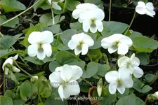 Viola sororia 'Albiflora' 9x9 cm Staude