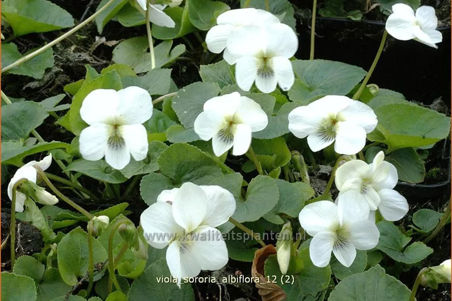 Viola sororia 'Albiflora' 9x9 cm Staude