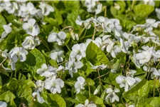 Viola sororia 'Albiflora' 9x9 cm Staude