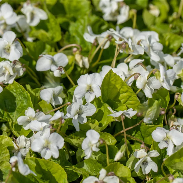 Viola sororia 'Albiflora'