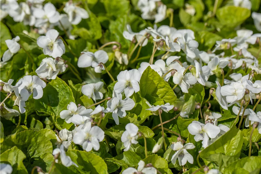 Viola sororia 'Albiflora' 9x9 cm Staude